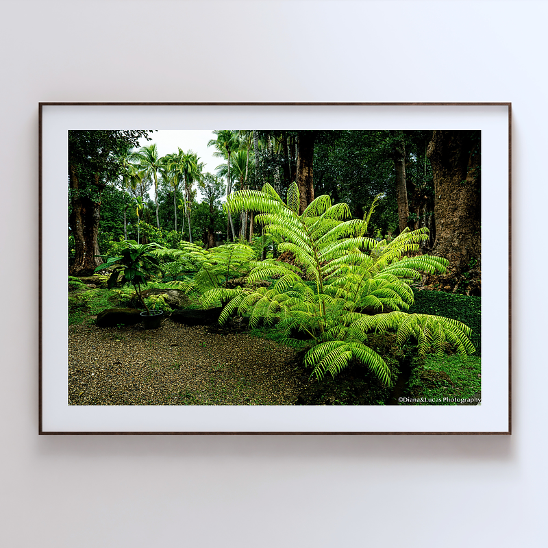 THE ONE - WILDLIFE & NATURE - "Fern First" - LIMITED EDITION 4 of 5