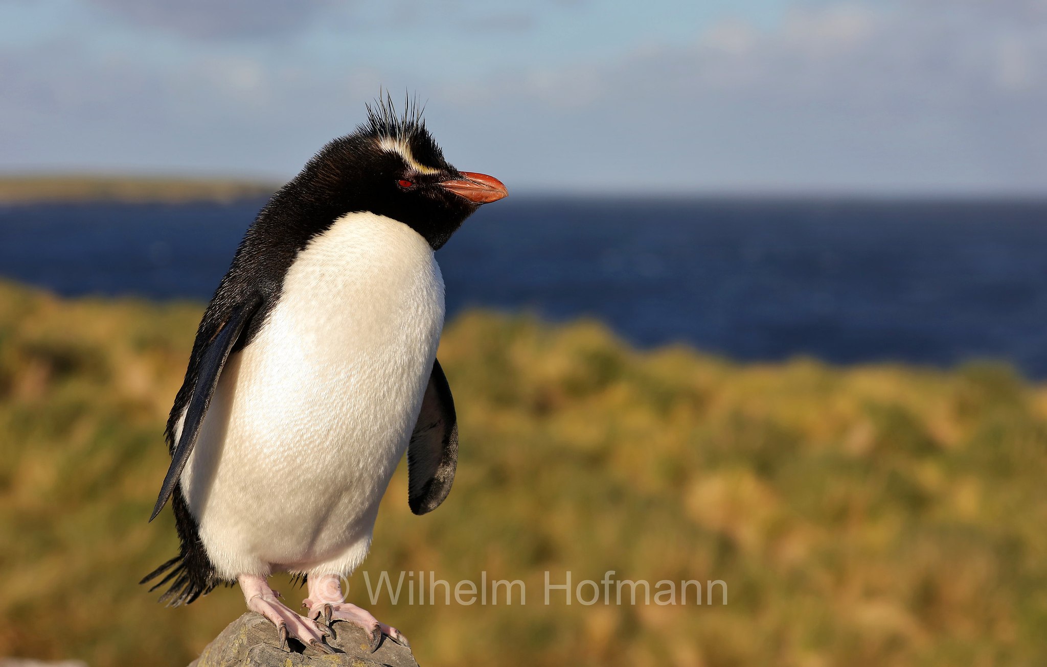 western rockhopper penguin, Felsenpinguin, pinguino saltarocce, Eudyptes chrysocome, Bleaker Island, Isla María, Falkland Islands, Falklandinseln, Isole Falkland