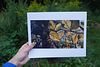 mayshine: Artist Prints