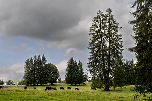 Montagne du Droit