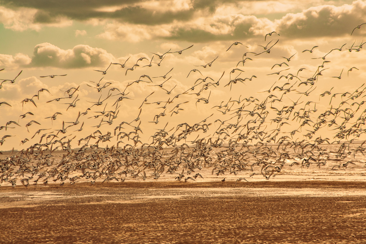 Landscape Photography Snettisham wading birds