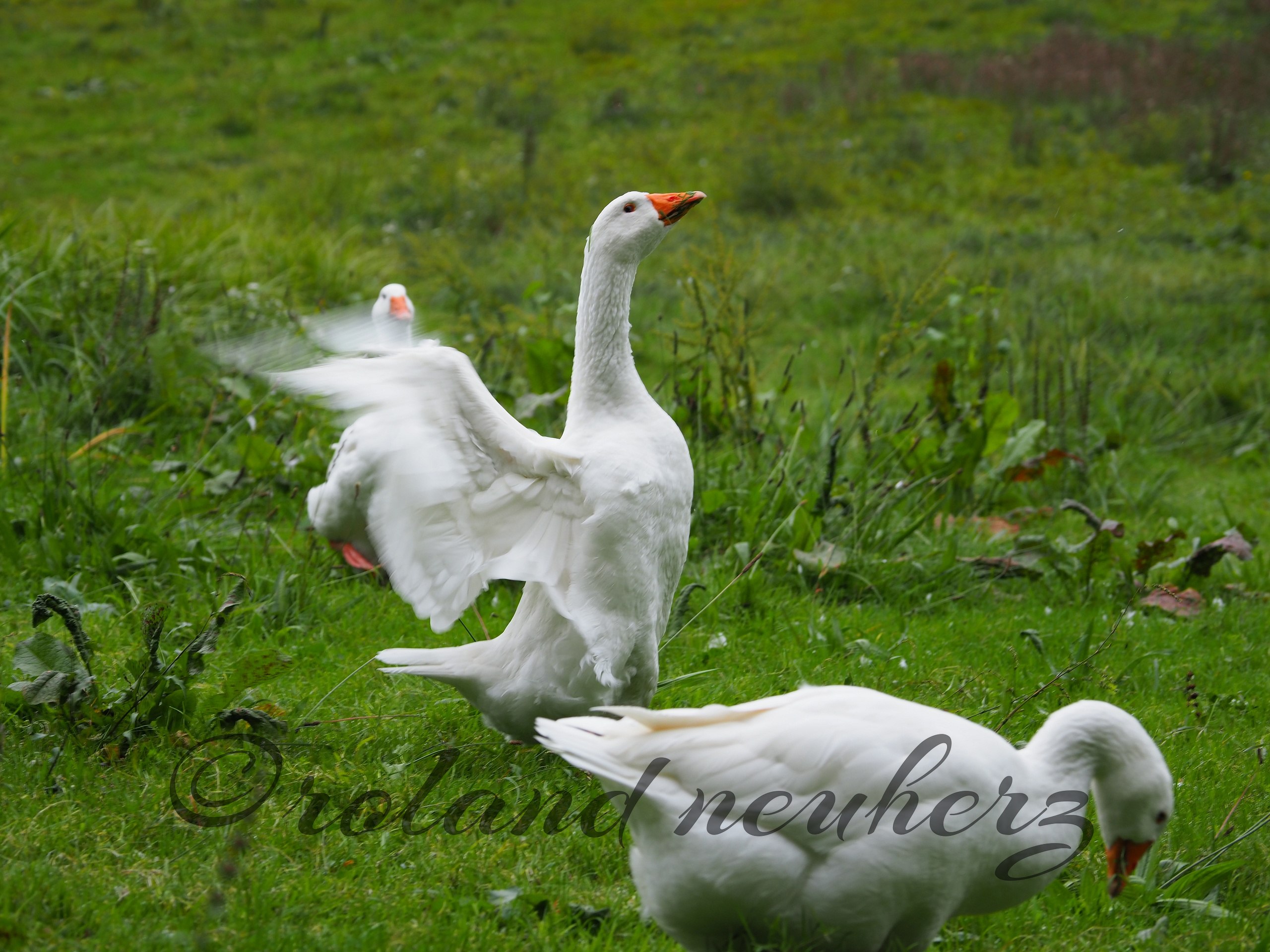 animal-germany