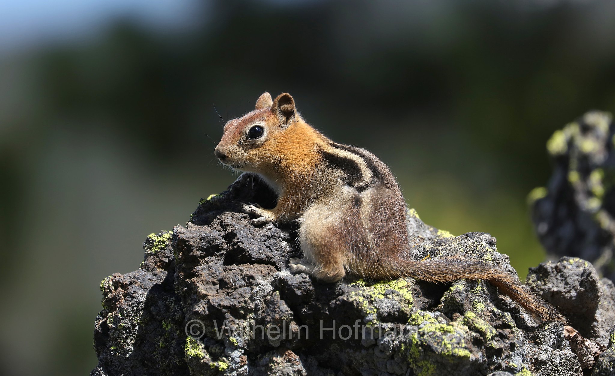 Callospermophilus lateralis, Spermophilus lateralis, golden-mantled ground squirrel, Goldmantelziesel, citello dal mantello dorato, Sparks Lake Meadow, Oregon, USA