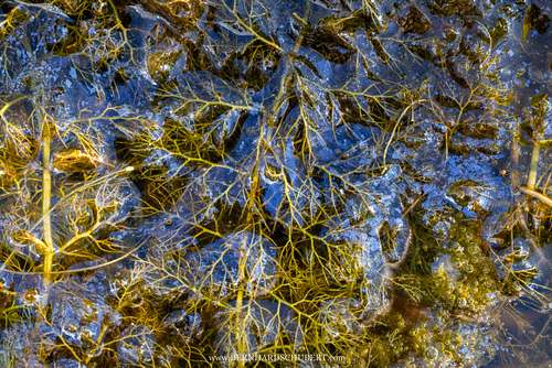 Utricularia australis - Bladderwort