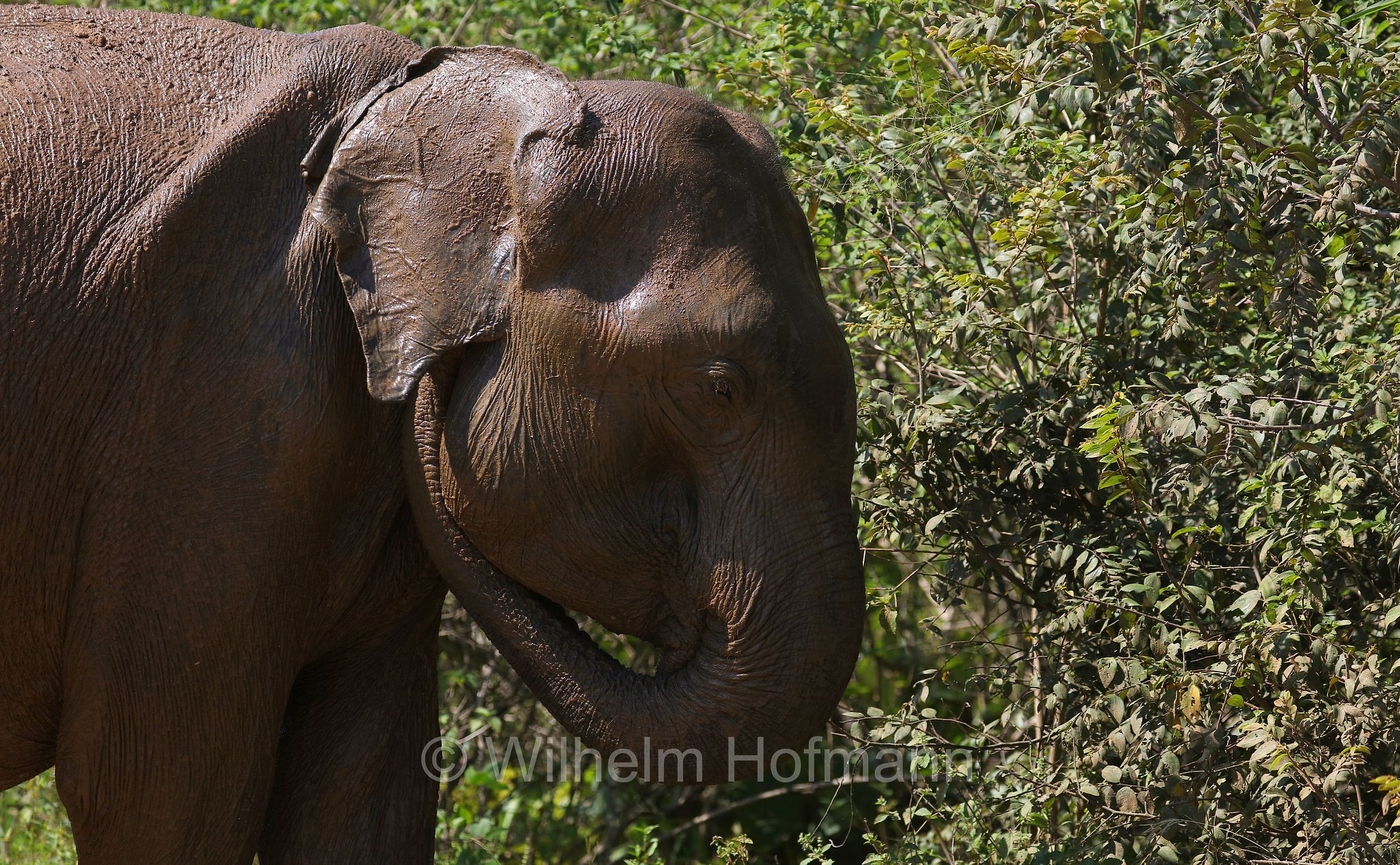 Sri Lankan elephant, Sri-Lanka-Elefant, Ceylon-Elefant, elefante dello Sri Lanka, Elephas maximus maximus, Sri Lanka, Udawalawe National Park, Udawalawe Nationalpark, Parco nazionale di Udawalawe