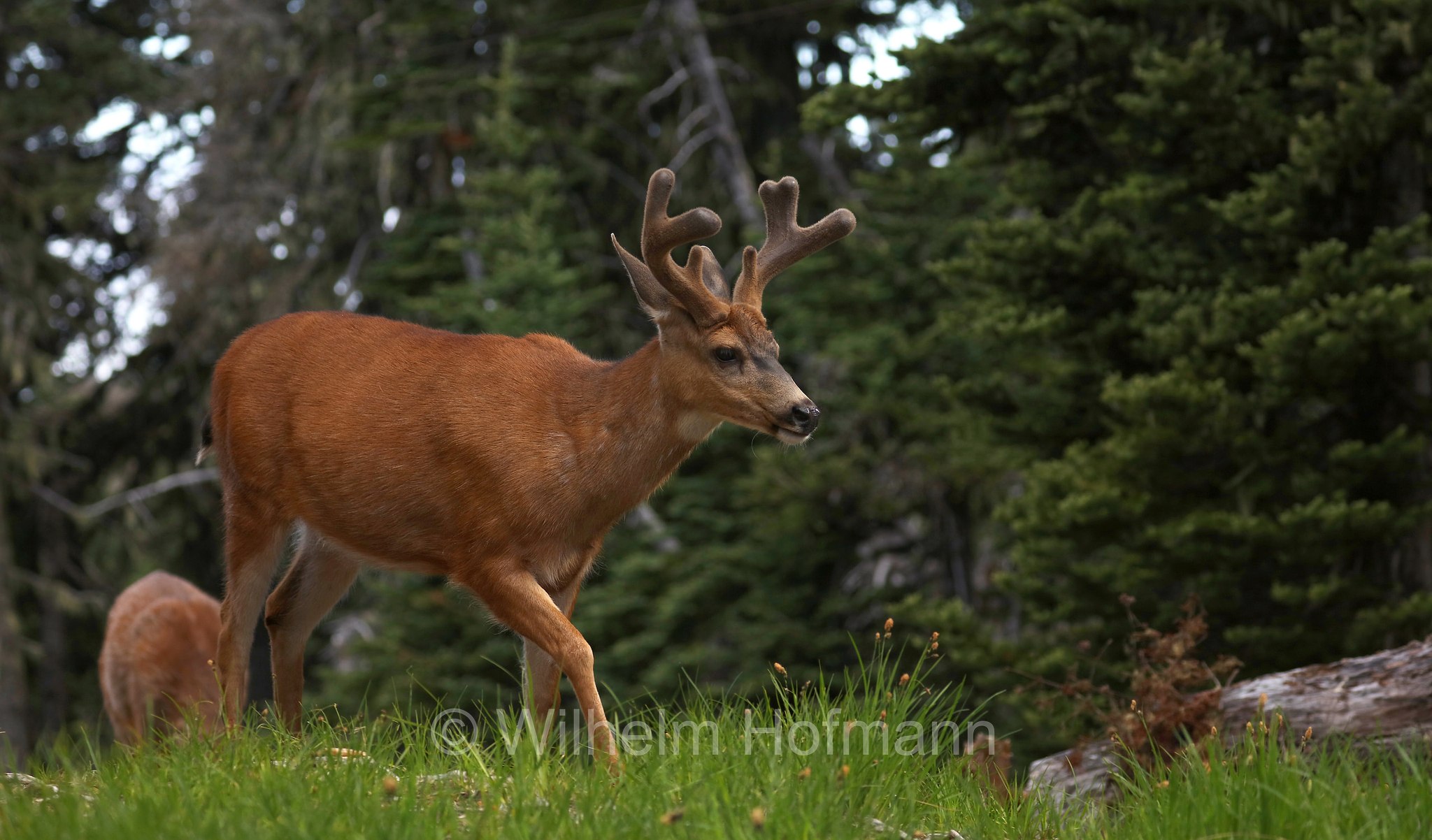 Odocoileus hemionus columbianus, Columbian black-tailed deer, Columbia-Schwarzwedelhirsch, cervo dalla coda nera, Hurricane Ridge, Olympic National Park, Olympic-Nationalpark, Olympic-Nationalpark, Washington, USA
