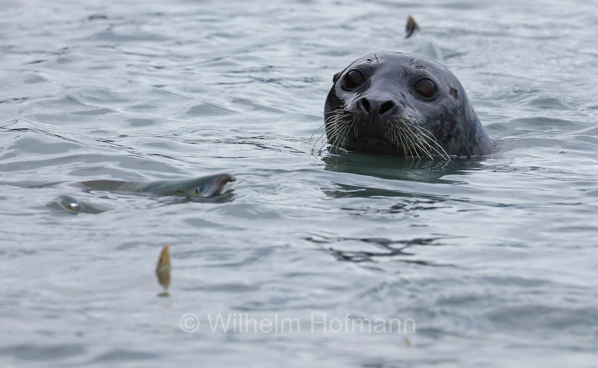 Phoca vitulina, harbor seal, harbour seal, common seal, Seehund, foca comune, Solomon Gulch Hatchery, Valdez, ﻿Prince William Sound, Prinz-William-Sund, Stretto di Prince William, Alaska, USA