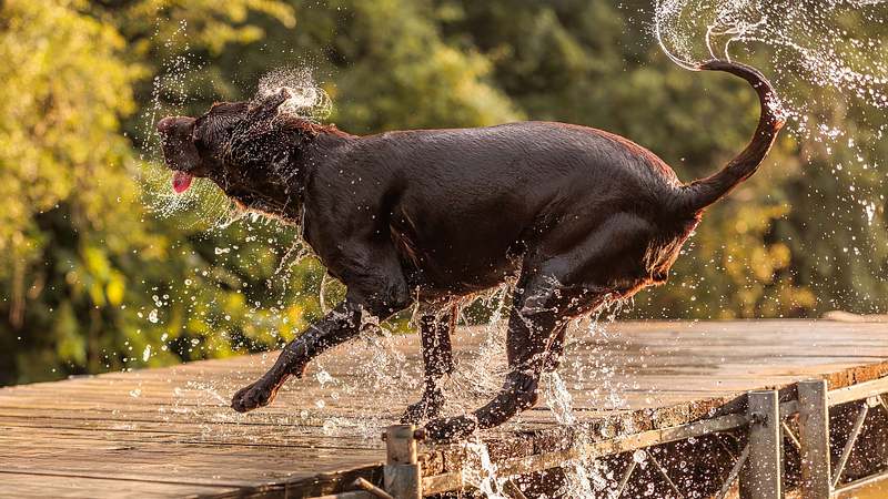 Embark 11: Splash