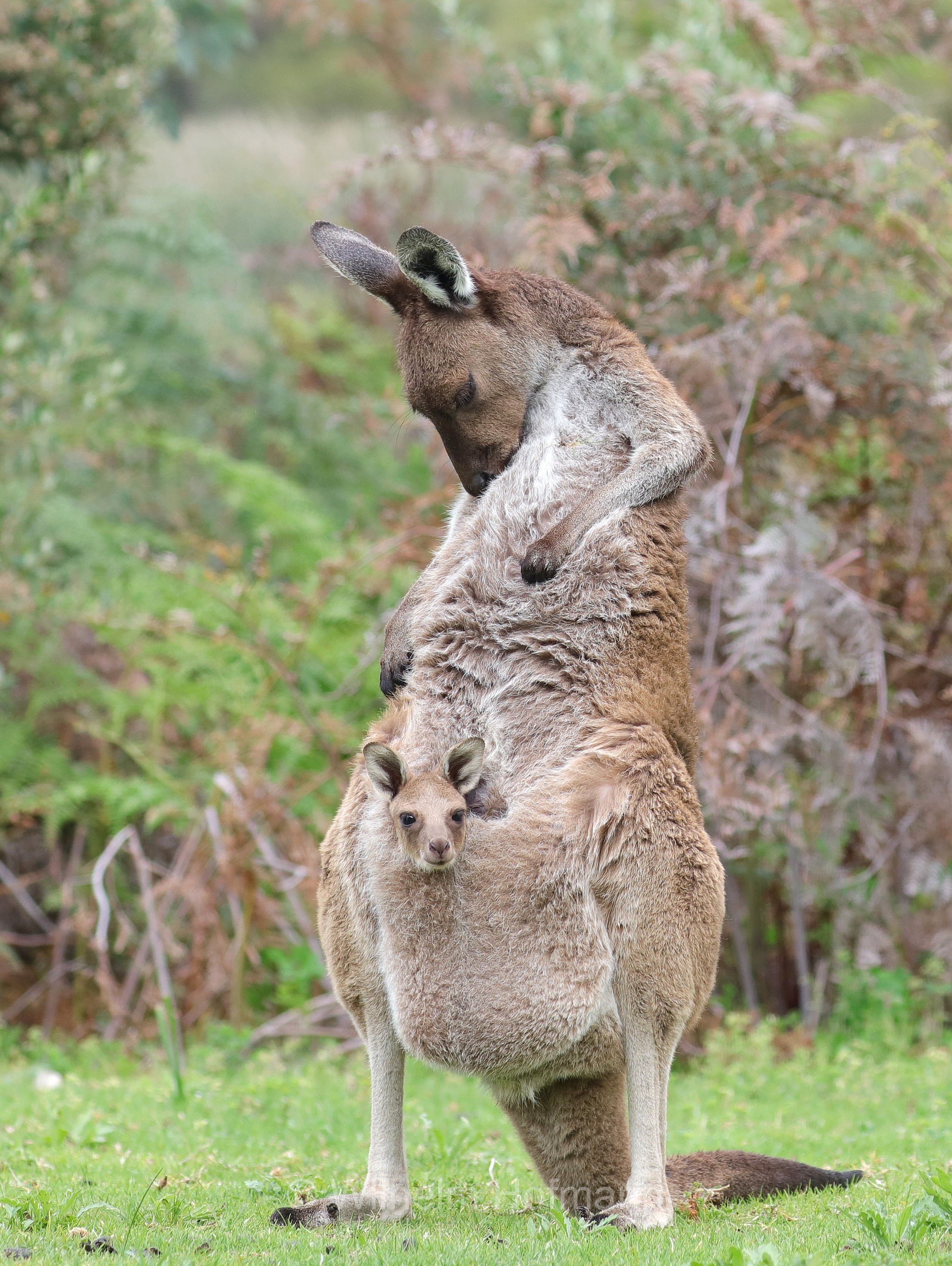 Macropus fuliginosus, western grey kangaroo, western grey giant kangaroo, black-faced kangaroo, mallee kangaroo, sooty kangaroo, Westliches Graues Riesenkänguru, canguro grigio occidentale, Yanchep National Park, Yanchep-Nationalpark, Parco Nazionale Yanchep, Western Australia, Westaustralien, Australia Occidentale, Australia, Australien