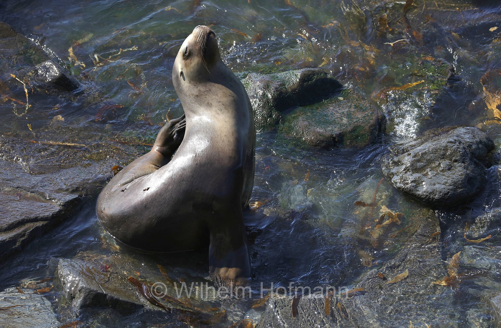 South American sea lion, southern sea lion, Patagonian sea lion, Mähnenrobbe, Patagonischer Seelöwe, Südamerikanischer Seelöwe, leone marino sudamericano, leone marino meridionale, Otaria flavescens, ﻿Südlicher See-Elefant, elefante marino meridionale, Mirounga leonina, Sealion Island, Sea Lion Island, Isla de los Leones Marinos, Falkland Islands, Falklandinseln, Isole Falkland