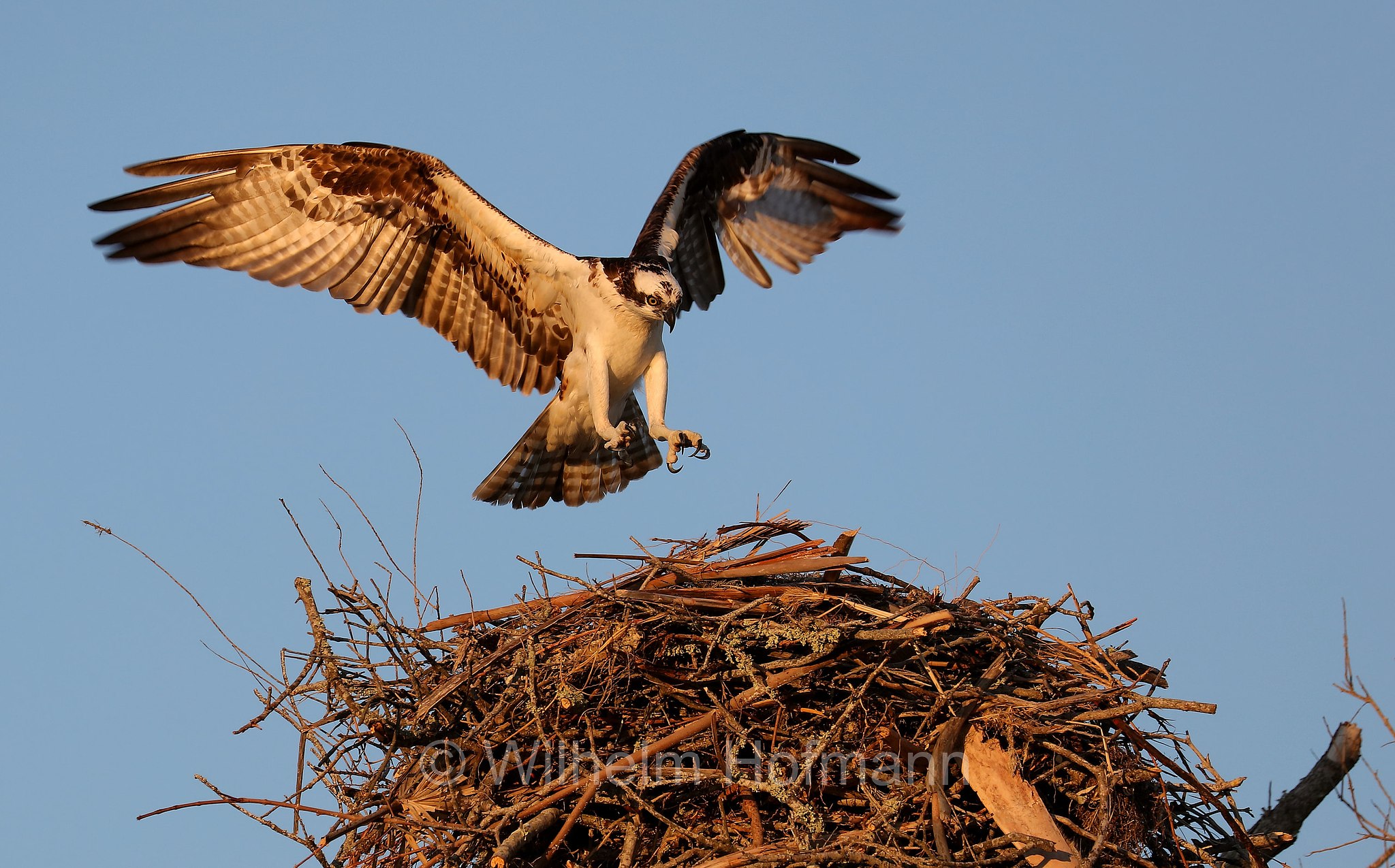 Pandion haliaetus carolinensis, American osprey, North American osprey, Carolina-Fischadler, falco pescatore, North Beach, Fort DeSoto Park, Florida, USA