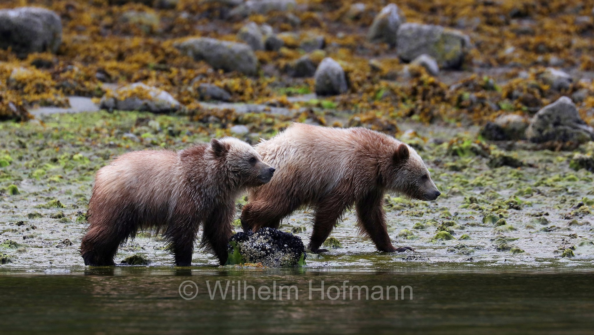 Ursus arctos horribilis, grizzly bear, grizzly, North American brown bear, Grizzlybär, Graubär, orso grizzly, grizzly, orso grigio, Knight Inlet, Glendale Cove, British Columbia, Columbia Britannica, Canada, Kanada