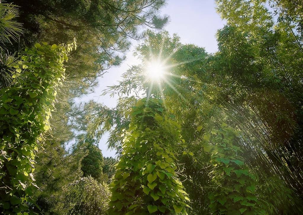 Weitwinkelaufnahme von dichtem Bambus und Kletterpflanzen im Botanischen Garten Wien mit durchscheinender Sonne.
