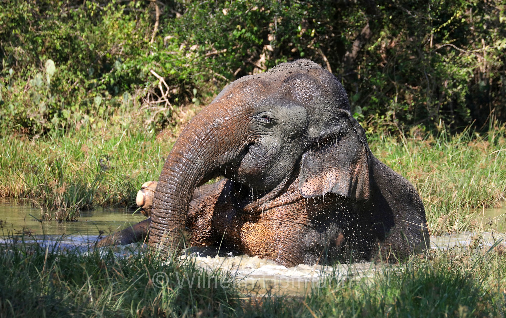 Sri Lankan elephant, Sri-Lanka-Elefant, Ceylon-Elefant, elefante dello Sri Lanka, Elephas maximus maximus, Sri Lanka, Bundala National Park, Bundala Nationalpark, Parco nazionale Bundala