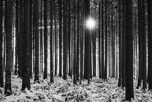 Frosty Forest