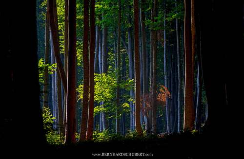 Magischer Wald