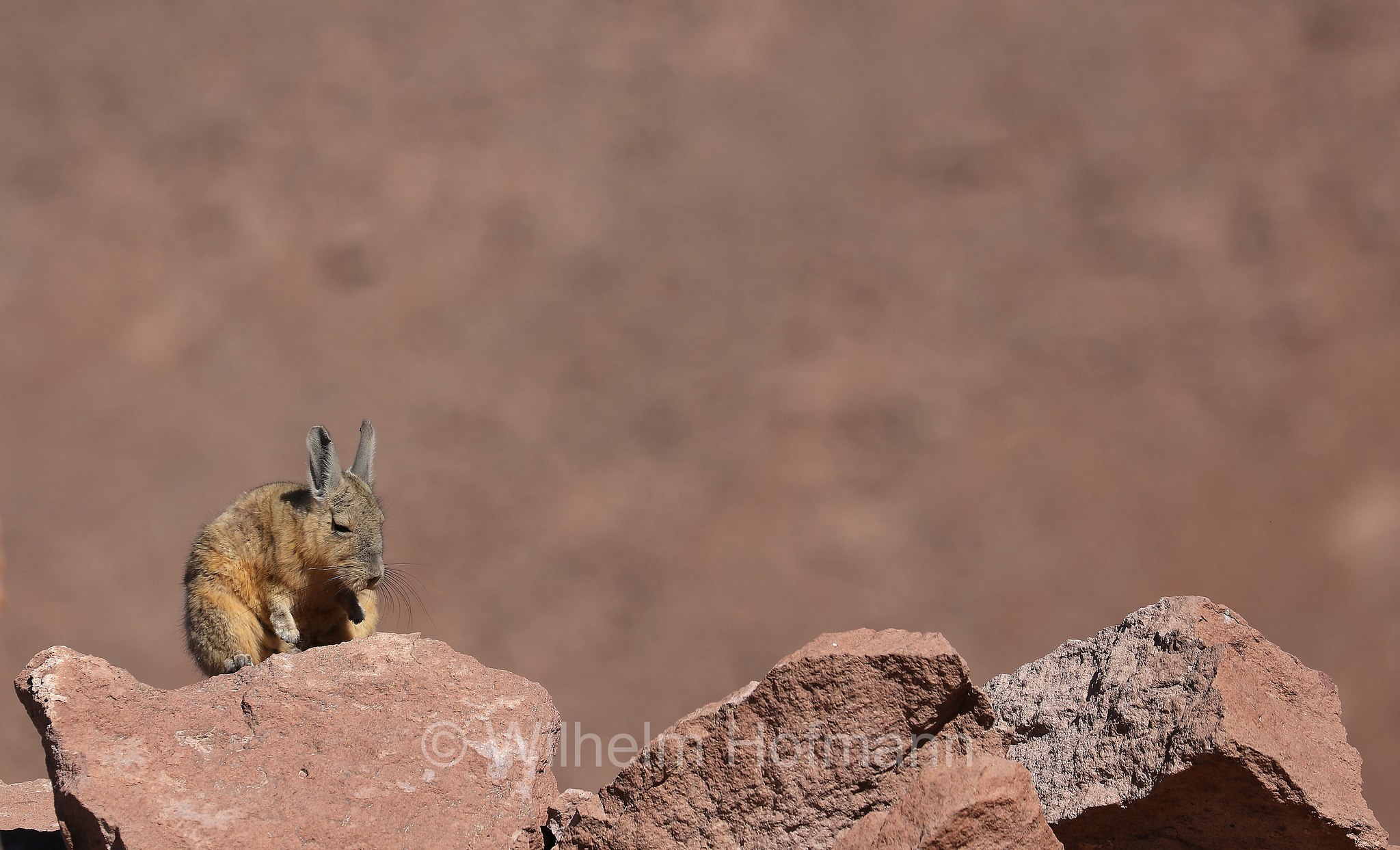 southern viscacha, Cuvier-Hasenmaus, viscaccia boliviana, Lagidium viscacia, Atacama Desert, Atacama-Wüste, deserto di Atacama, Chile, Cile