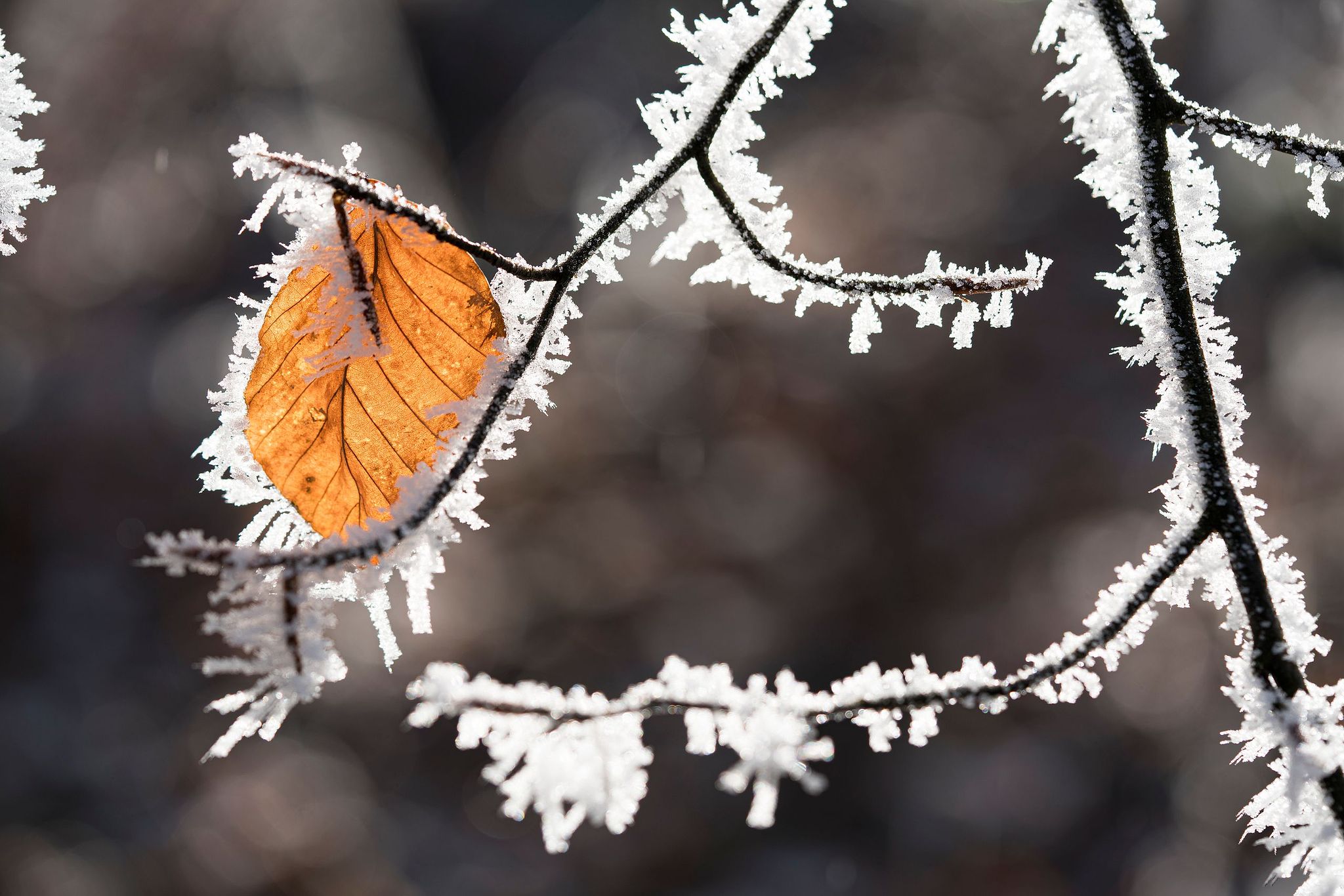 Frosty Forest