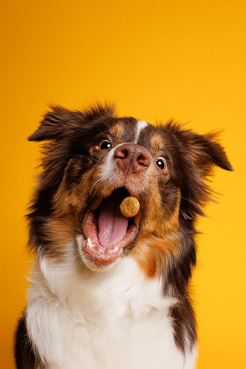 Hunde