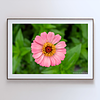 THE ONE - WILDLIFE & NATURE - "Powder Zinnia" - LIMITED EDITION 3 of 5