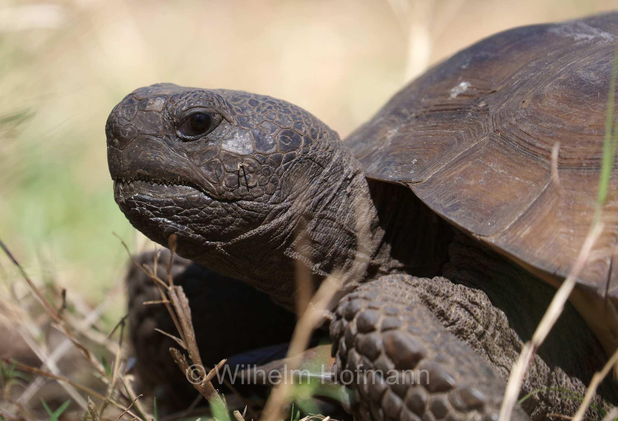 Gopherus polyphemus, gopher tortoise, Georgia-Gopherschildkröte, Florida-Gopherschildkröte, tartaruga gopher, testuggine gopher, Key Vista Nature Park, Florida, USA