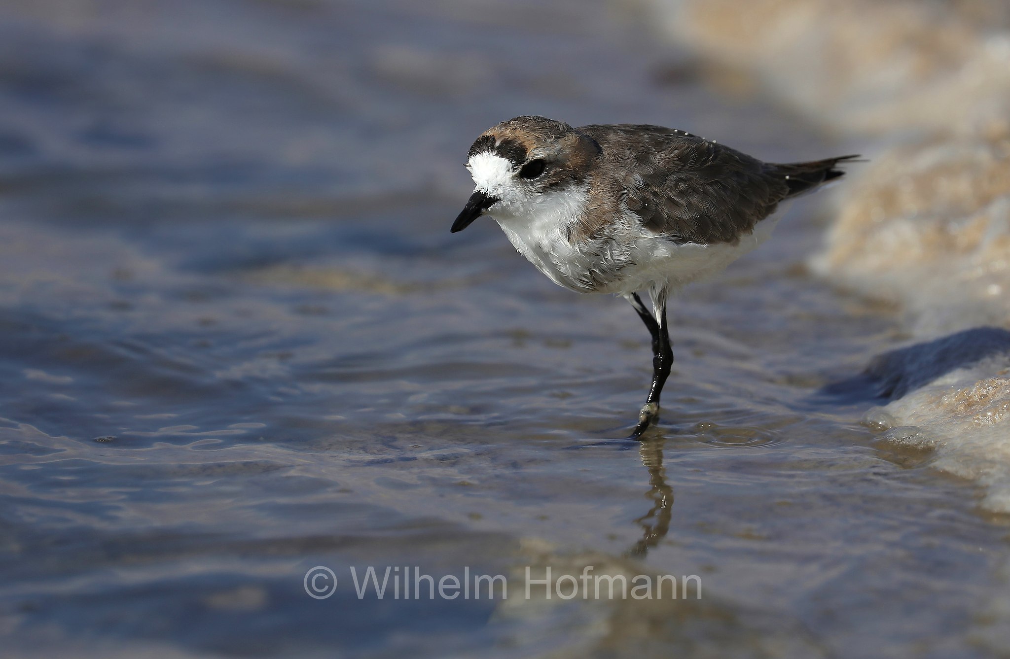 puna plover, Punaregenpfeifer, corriere della Puna, Anarhynchus alticola, Charadrius alticola, Atacama Desert, Atacama-Wüste, deserto di Atacama, Chile, Cile, Laguna Piedra