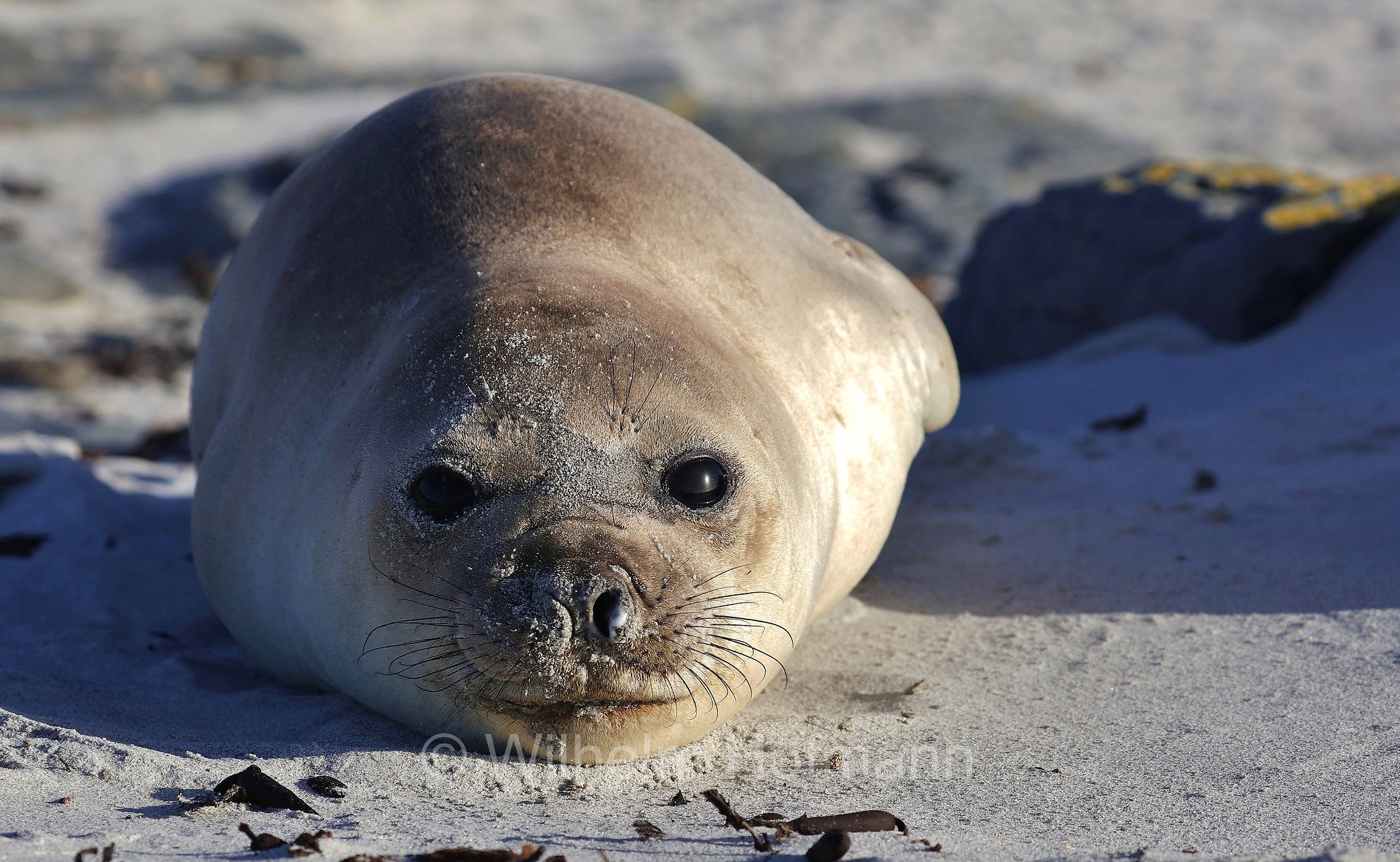 southern elephant seal, Südlicher See-Elefant, elefante marino meridionale, Mirounga leonina, Sealion Island, Sea Lion Island, Isla de los Leones Marinos, Falkland Islands, Falklandinseln, Isole Falkland