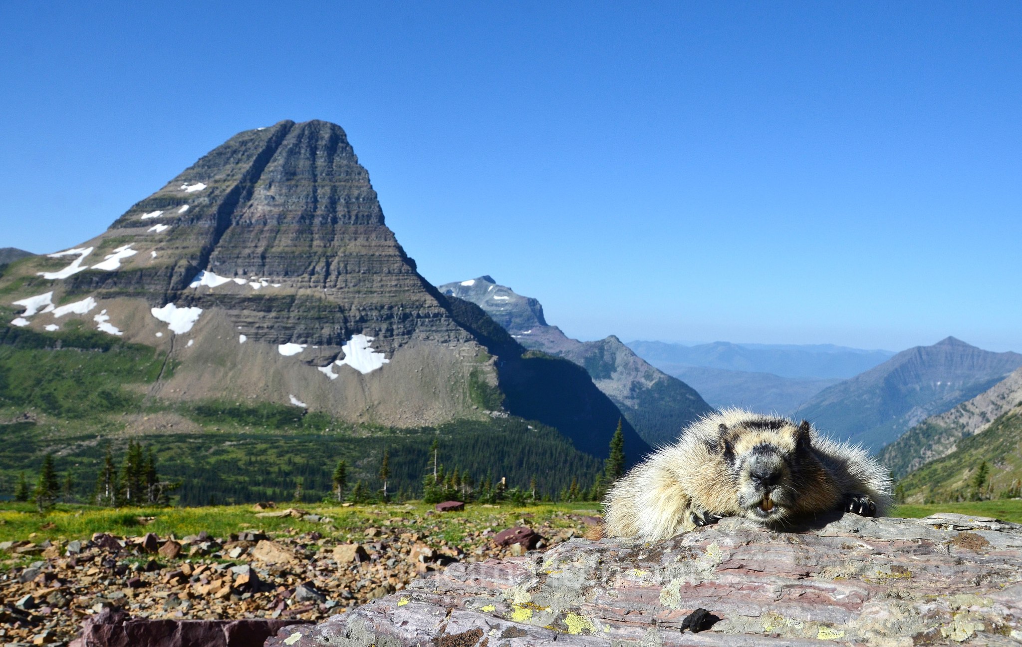 Marmota caligata, hoary marmot, Eisgraues Murmeltier, marmotta delle Montagne Rocciose, Hidden Lake Pass, Bearhat Glacier, Glacier National Park, Glacier-Nationalpark, parco nazionale dei ghiacciai, Montana, USA
