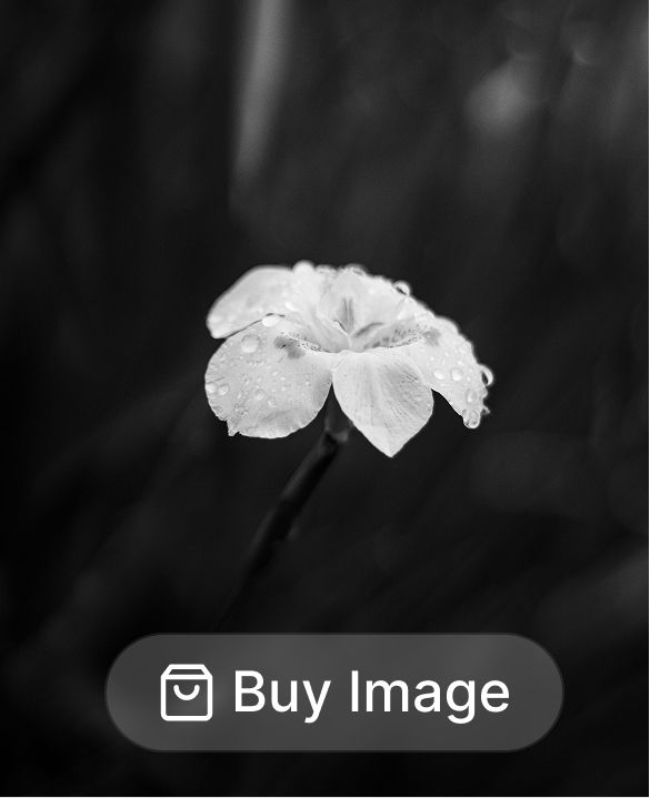 A gallery image with a Buy Image button