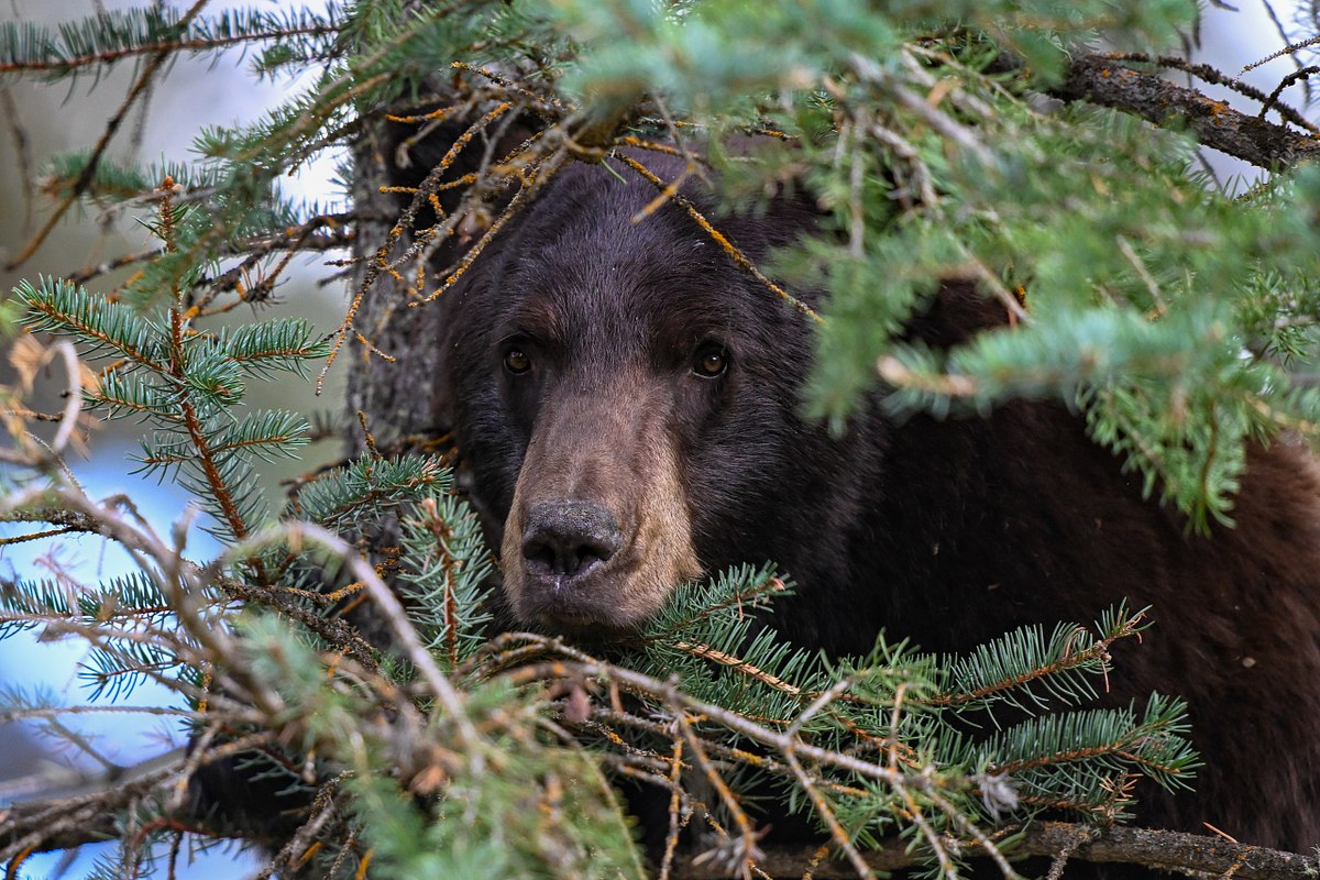 Forest-Watcher