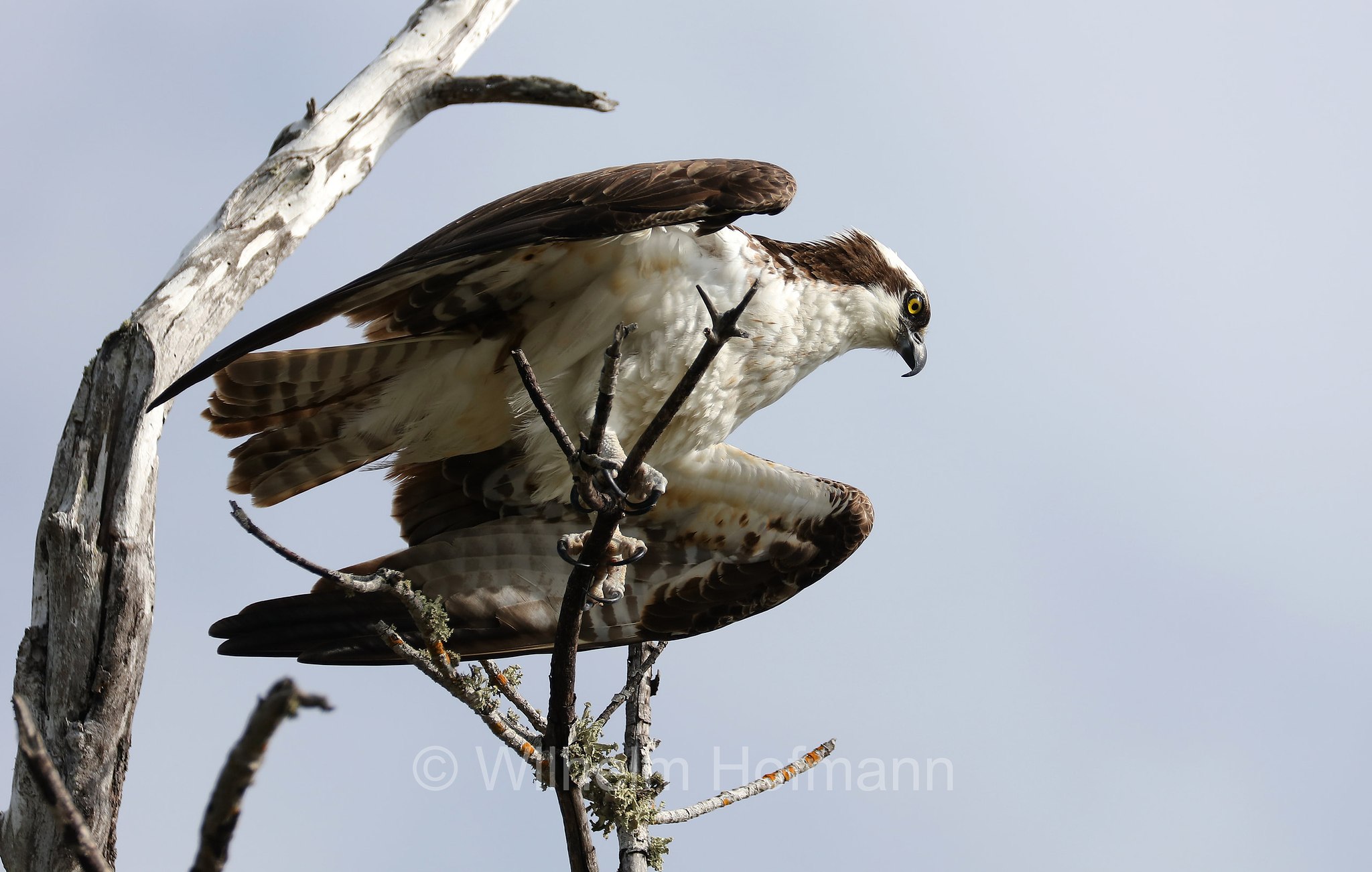 Pandion haliaetus carolinensis, American osprey, North American osprey, Carolina-Fischadler, falco pescatore, Lovers Key State Park, Florida, USA