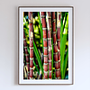 THE ONE - WILDLIFE & NATURE - "Between the Joints" - LIMITED EDITION 5 of 5