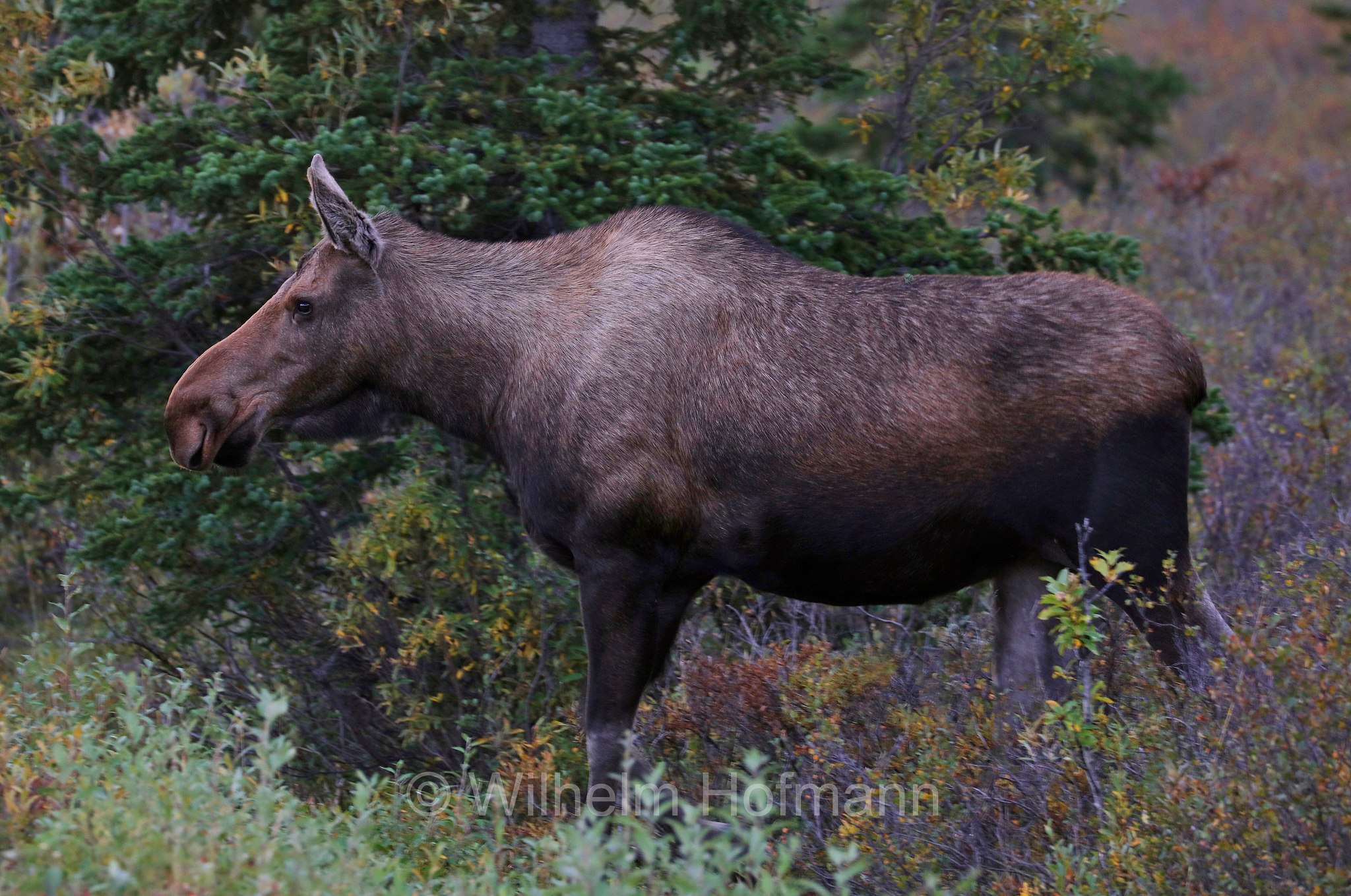 Alces alces gigas, Alaska moose, Alaskan moose, Giant moose, Yukon moose, Alaska-Elch, alce dell'Alaska, Savage River Campground, Denali National Park, Denali National Park and Preserve, Denali-Nationalpark, Parco nazionale del Denali, Alaska, USA
