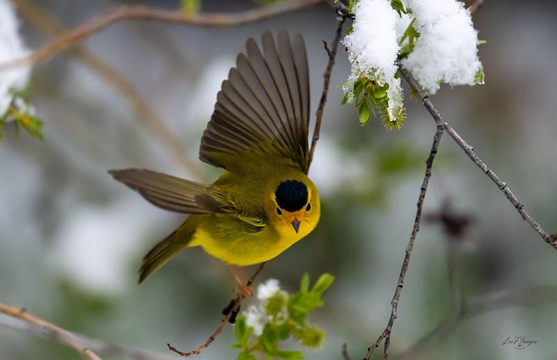 Spring Snow (Wilson's Warbler)