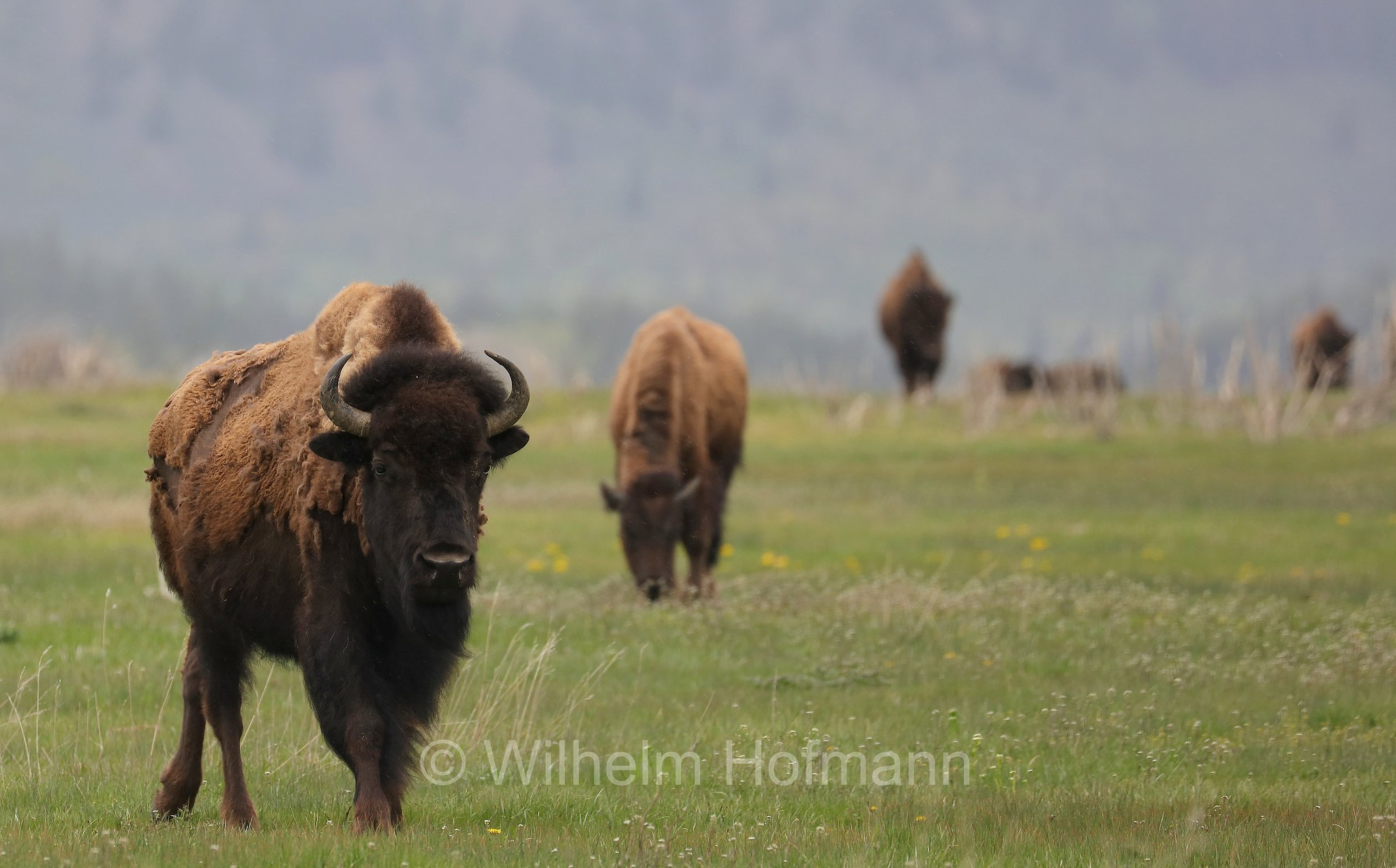 Plains bison, Präriebison, bisonte delle pianure, Bison bison bison, Elk Ranch Flats, Grand Teton National Park, Grand-Teton-Nationalpark, parco nazionale del Grand Teton, Wyoming, USA