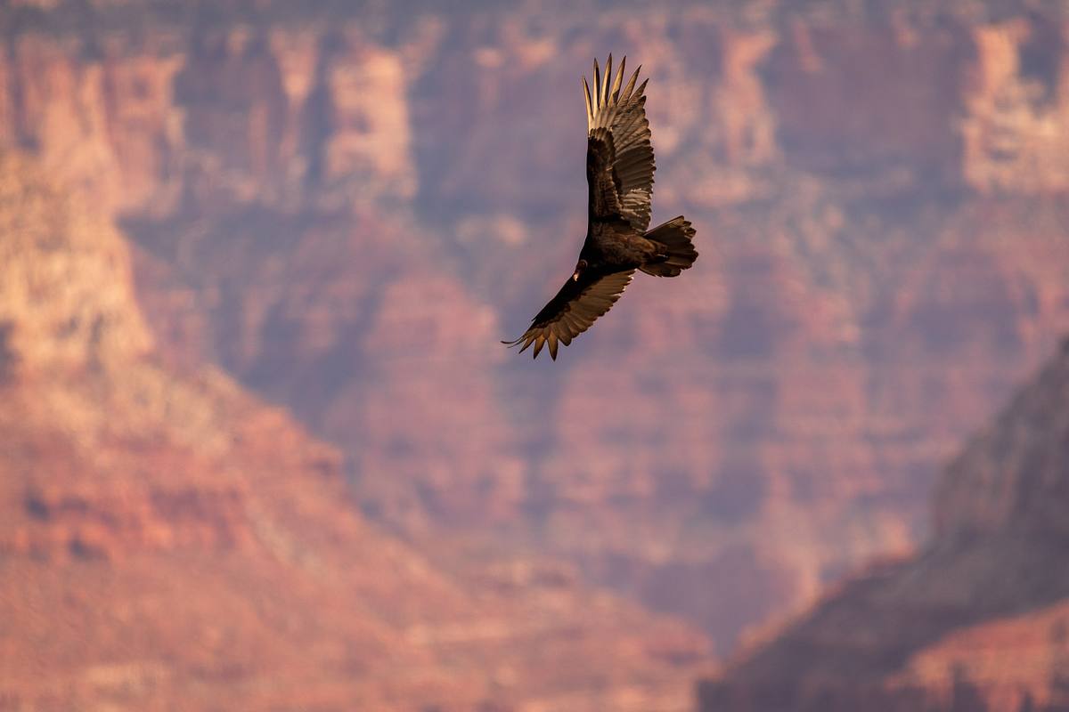California Condor &ndash; Grand Canyon