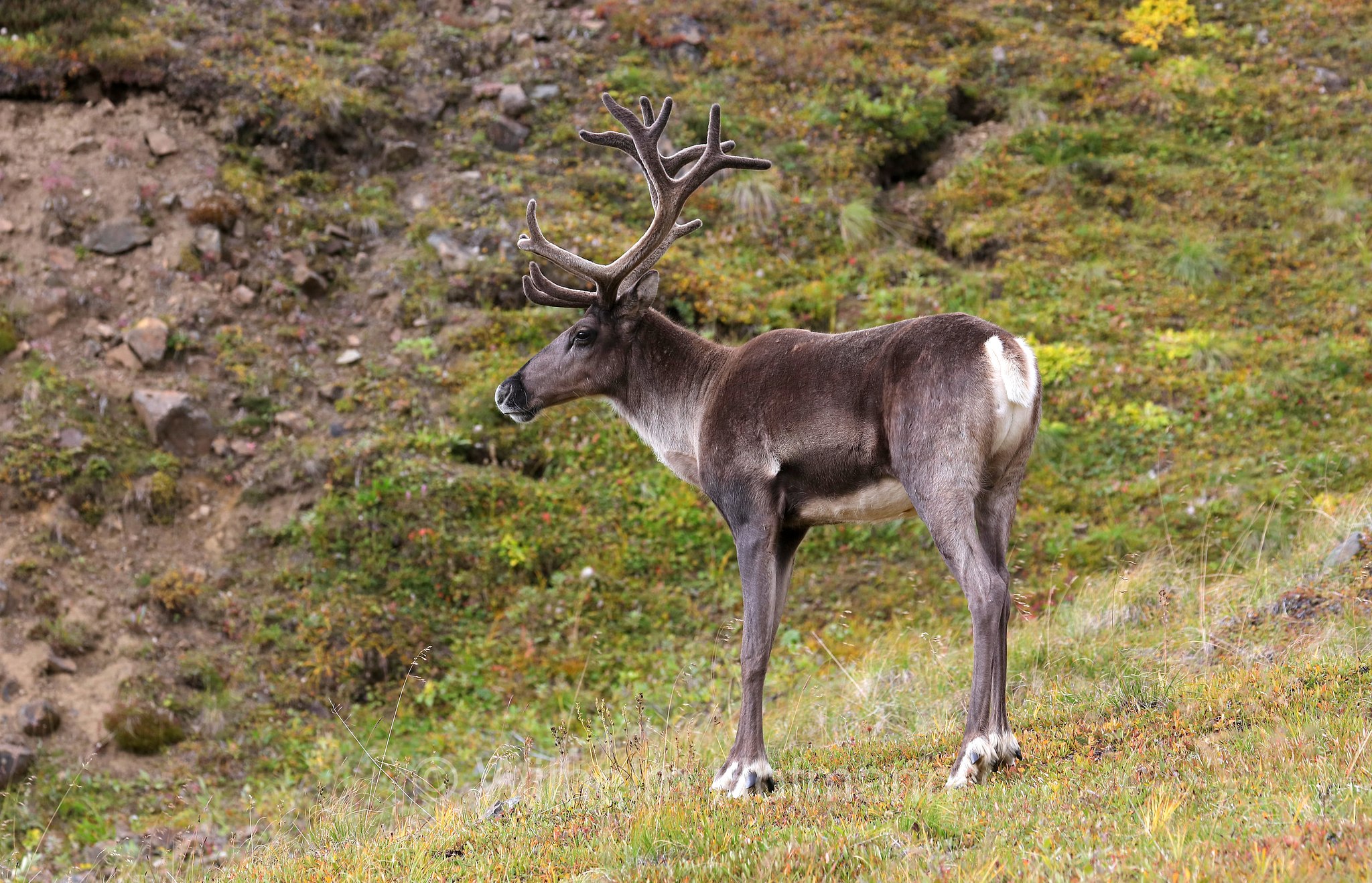 Rangifer tarandus granti, Grant's caribou, Grant-Karibu, Grant's-Karibu, caribù di Grant, Thorofare Pass, Denali National Park, Denali National Park and Preserve, Denali-Nationalpark, Parco nazionale del Denali, Alaska, USA