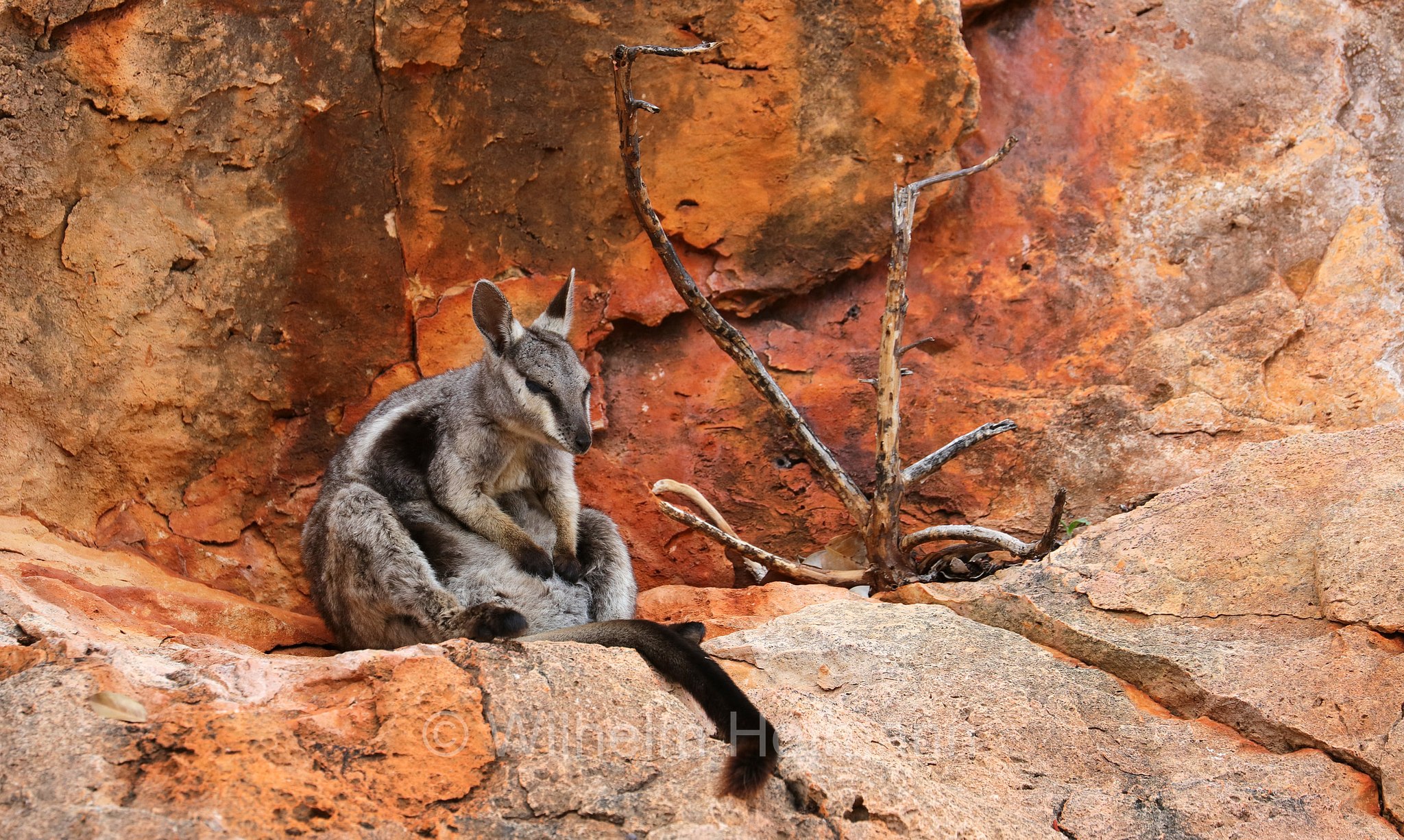 Petrogale lateralis, ﻿black-flanked rock-wallaby, black-footed rock-wallaby, warru, Schwarzpfoten-Felskänguru, wallaby delle rocce dai fianchi neri, wallaby delle rocce dai piedi neri, warru, Mandu Mandu Gorge, Cape Range National Park, Cape-Range-Nationalpark, Western Australia, Westaustralien, Australia Occidentale, Australia, Australien
