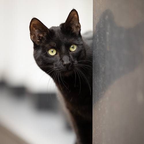 Urban huisdierenfotografie