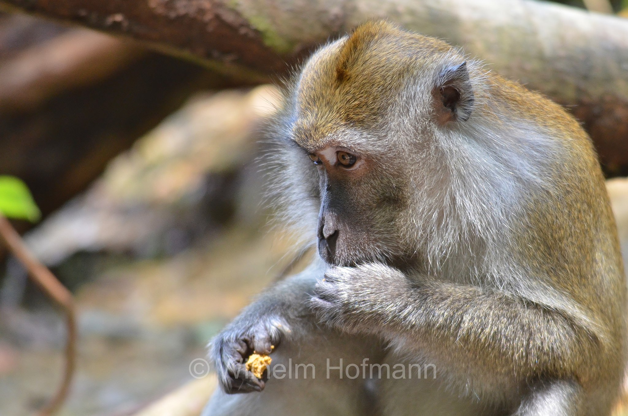 crab-eating macaque, long-tailed macaque, cynomolgus monkey, Javaneraffe, Langschwanzmakak, Krabbenesser, macaco cinomolgo, macaco cancrivoro, macaco mangiagranchi, macaco di Buffon, macaco di Giava, Macaca fascicularis, MacRitchie Reservoir Park, Singapore, Singapur