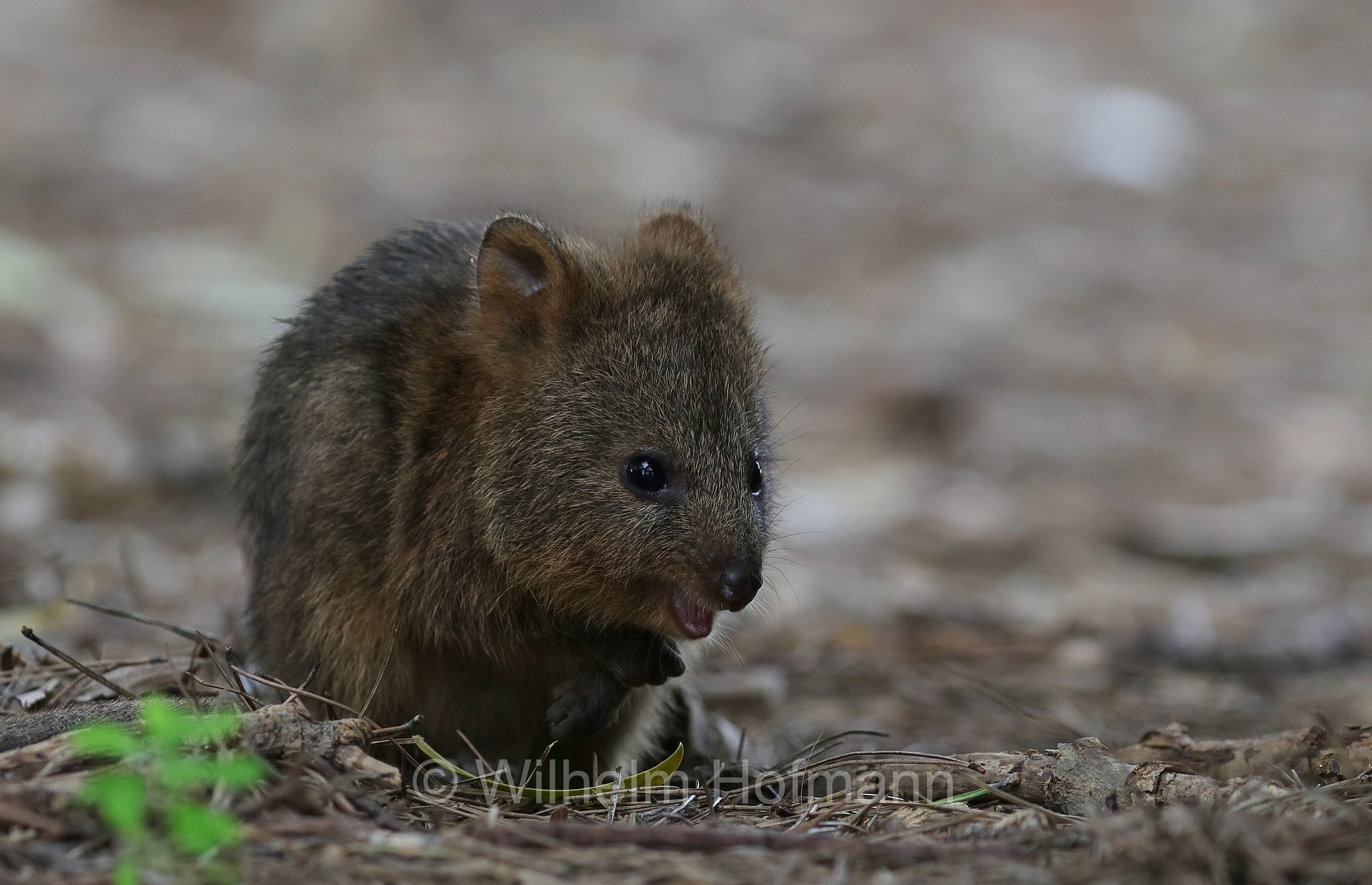 Setonix brachyurus, quokka, Quokka, Kurzschwanzkänguru, Rottnest Island, Rotto, Wadjemup, Isola Rottnest, Western Australia, Westaustralien, Australia Occidentale, Australia, Australien
