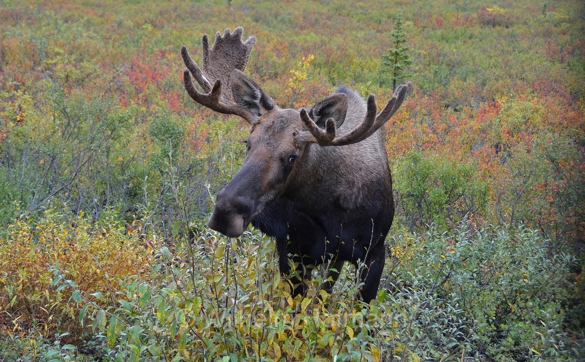 Alces alces gigas, Alaska moose, Alaskan moose, Giant moose, Yukon moose, Alaska-Elch, alce dell'Alaska, Savage River Campground, Denali National Park, Denali National Park and Preserve, Denali-Nationalpark, Parco nazionale del Denali, Alaska, USA