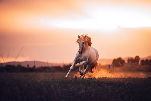 Weißer spanischer Hengst galoppiert frei im Sonnenuntergang – dynamische Pferdefotografie von Carolin Kohlross in Amberg