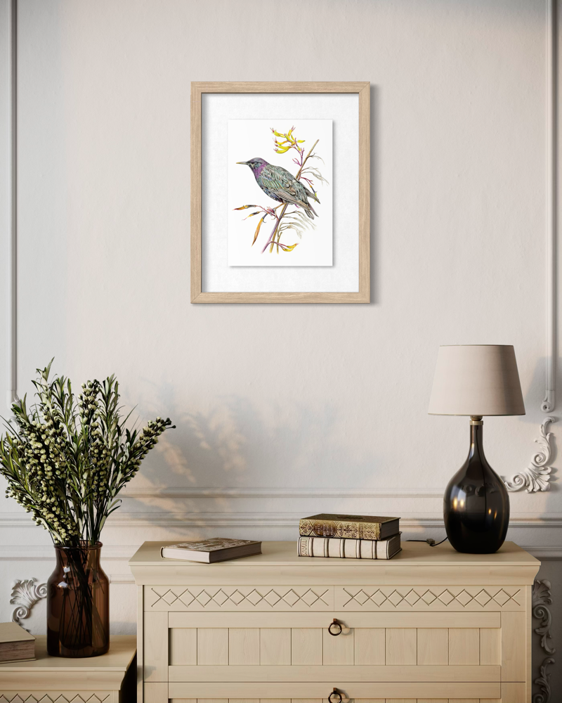 Starling Fine Art Print