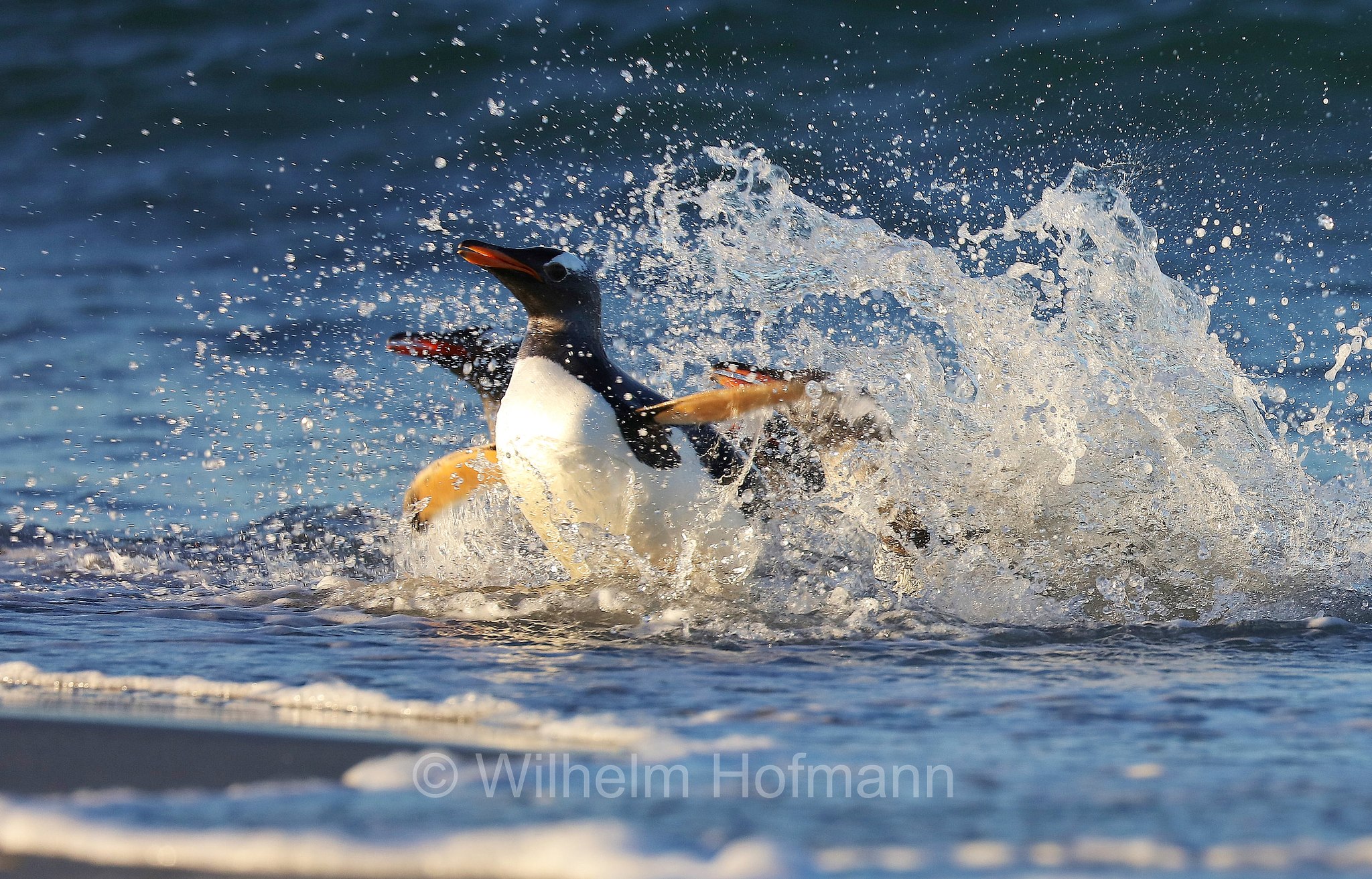 gentoo penguin, Eselspinguin, Rotschnabelpinguin, pigoscelide comune, pinguino Papua, Pygoscelis papua, Sealion Island, Sea Lion Island, Isla de los Leones Marinos, Falkland Islands, Falklandinseln, Isole Falkland