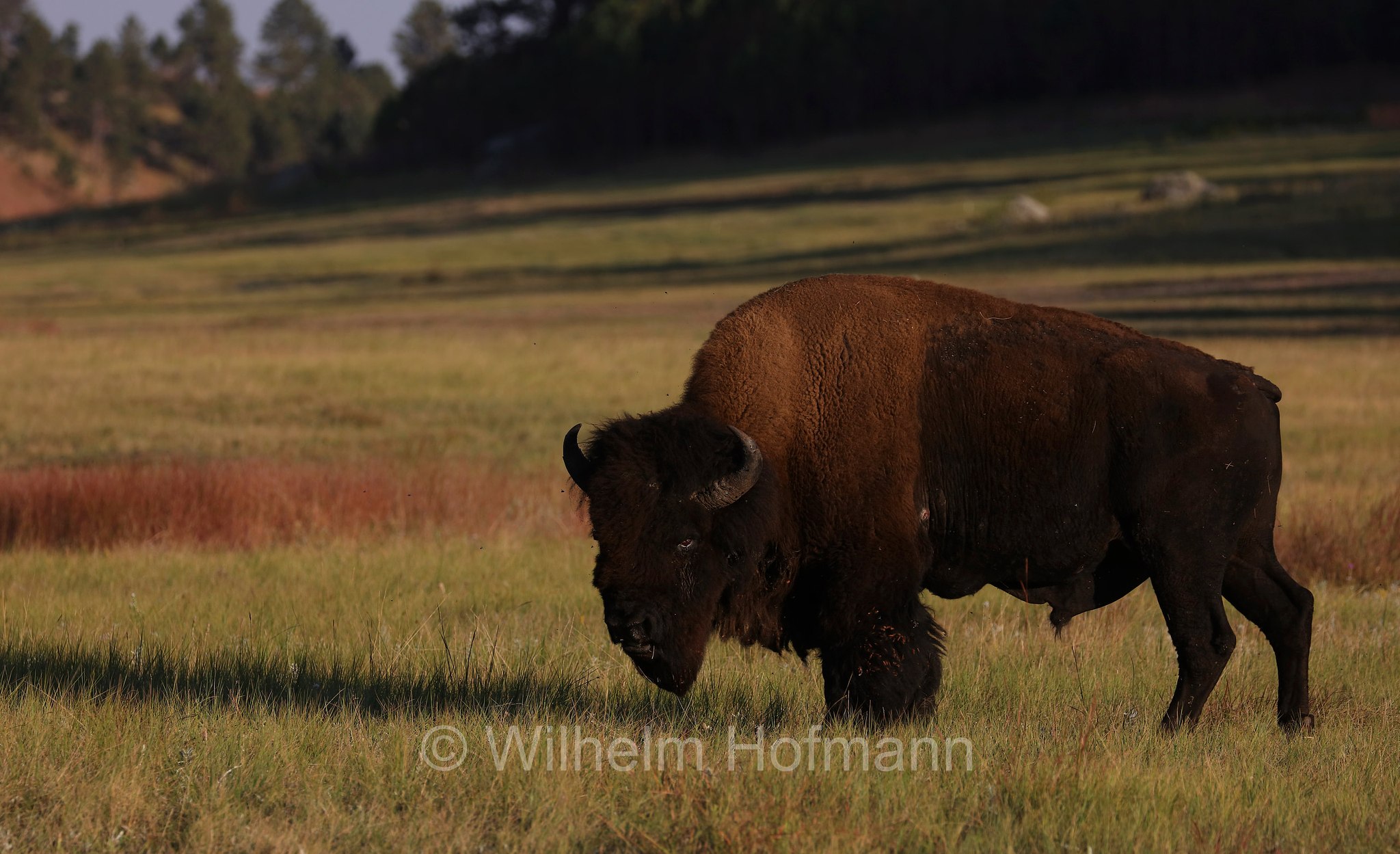 Plains bison, Präriebison, bisonte delle pianure, Bison bison bison, Wind Cave National Park, Wind-Cave-Nationalpark, Parco nazionale di Wind Cave, South Dakota, Dakota del Sud, USA