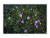 THE ONE - WILDLIFE & NATURE - "Grassland Bloom" - LIMITED EDITION 5 of 5