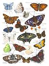British and European Butterfly Study | Art Print | with Names