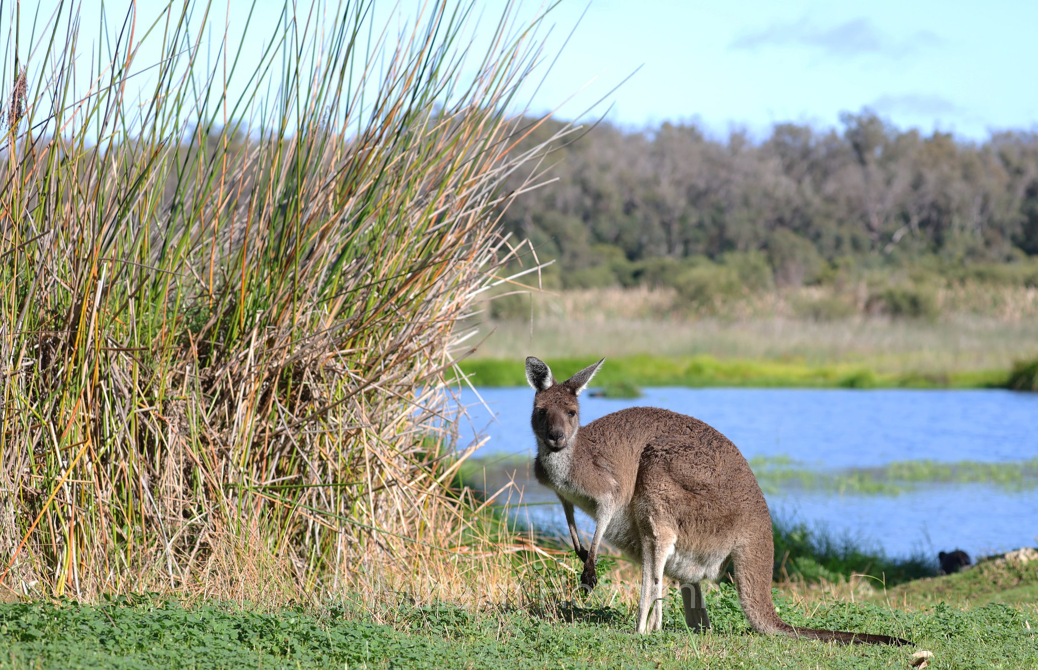 Macropus fuliginosus, western grey kangaroo, western grey giant kangaroo, black-faced kangaroo, mallee kangaroo, sooty kangaroo, Westliches Graues Riesenkänguru, canguro grigio occidentale, Yanchep National Park, Yanchep-Nationalpark, Parco Nazionale Yanchep, Western Australia, Westaustralien, Australia Occidentale, Australia, Australien