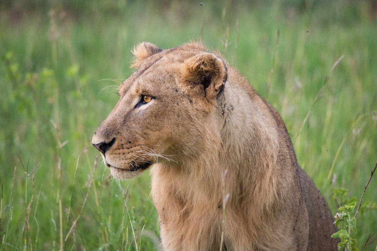 Lioness